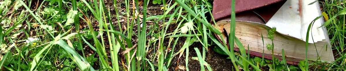 Słownik leżący na trawie (c) Łukasz Derkacz