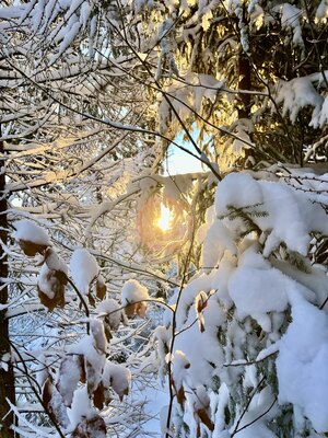 Wschodzące słońce przebijające przez ośnieżone gałęzie drzew (c) Łukasz Derkacz