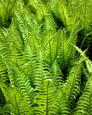 Liście paproci wyglądające jak fraktal (c) Łukasz Derkacz