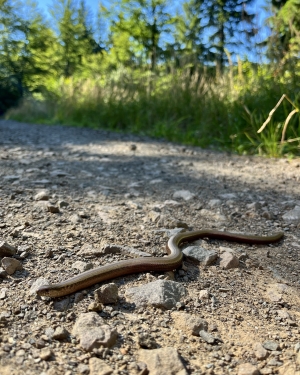 Padalec na leśnym dukcie (c) Łukasz Derkacz