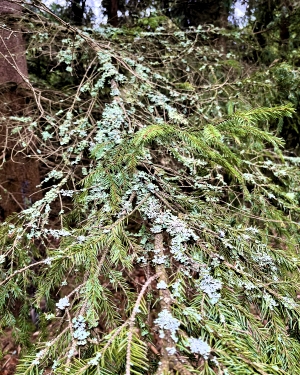 Gałąź z porostami (c) Łukasz Derkacz