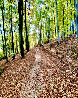 Leśna droga pokryta brązowymi liścmi (c) Łukasz Derkacz