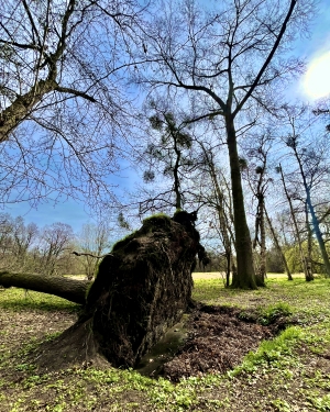 Wywrócone drzewo (c) Łukasz Derkacz