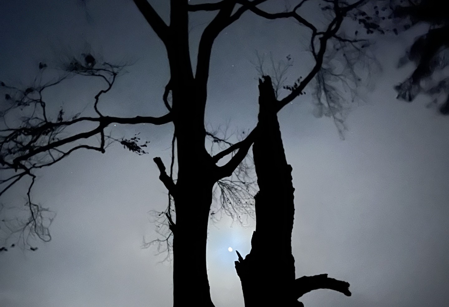 Drzewo w nocy na tle księżyca w pełni (c) Łukasz Derkacz