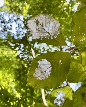 Liście z przeżartymi fragmetami wyglądające jak ażurowe (c) Łukasz Derkacz