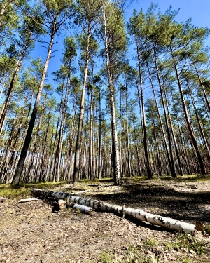 Upadły i złamany pień brzozy (c) Łukasz Derkacz