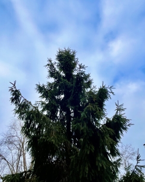 Nieozdobiony świerk na tle lekko pochmurnego nieba (c) Łukasz Derkacz