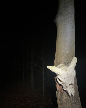 Czaszka leśnego zwierzęcia zawieszona na drzewie w nocy (c) Łukasz Derkacz