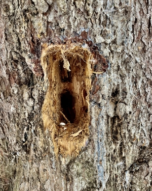 Dziupla w drzewie (c) Łukasz Derkacz