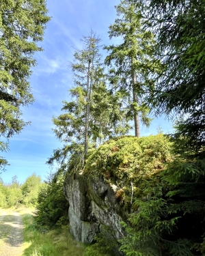 Sosna rosnąca na krawędzi skały (c) Łukasz Derkacz