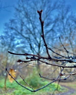 Kropla wisząca na gałęzi (c) Łukasz Derkacz