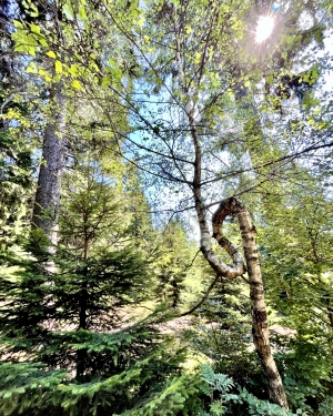 Brzoza zakrzywiona w spiralę (c) Łukasz Derkacz