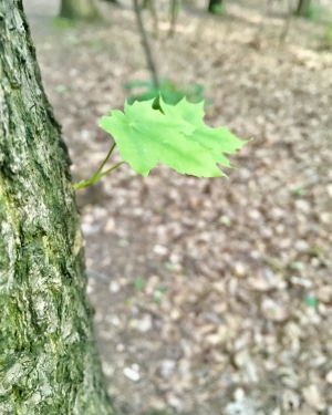 Młody liść klonu wyrastający z boku pnia (c) Łukasz Derkacz
