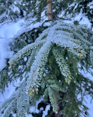Gałąź pokryta zmrożonym śniegiem (c) Łukasz Derkacz