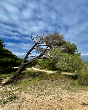 Drzewo w połowie ogłocone z liści wiatrem znad oceanu (c) Łukasz Derkacz