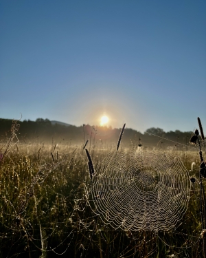 Pajęczyna na polu w świetle wschodzącego słońca (c) Łukasz Derkacz