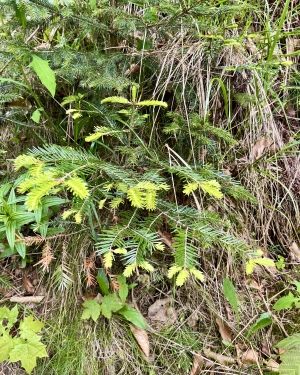 Świerk z młodymy pędami (c) Łukasz Derkacz