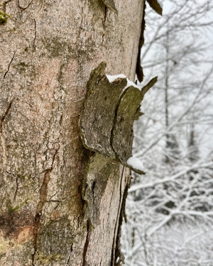 Płat kory na drzewie (c) Łukasz Derkacz