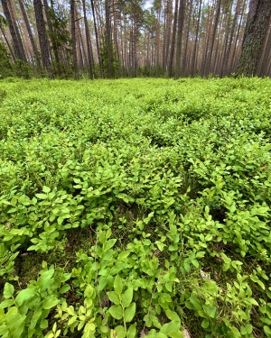 Runo z jagód (c) Łukasz Derkacz