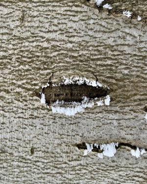 Brewki drzewa pokryte rzęskami z lodu na krawędziach (c) Łukasz Derkacz