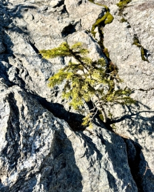 Młoda sosna wyrastająca ze skały (c) Łukasz Derkacz