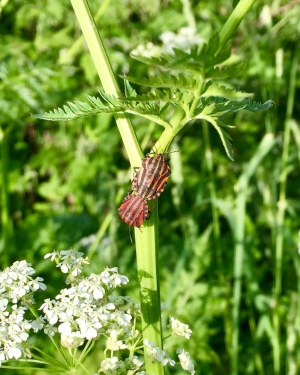 Kopulujące strojnice włoskie (c) Łukasz Derkacz
