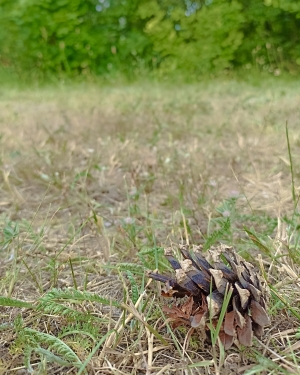 Szyszka sosny leżąca na trawie (c) Łukasz Derkacz