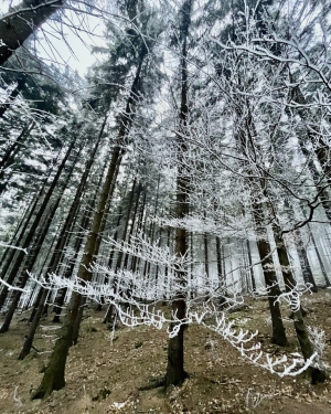 Drzewa z gałęziami pokrytym śniegiem nad brązową bezsnieżną ziemią (c) Łukasz Derkacz