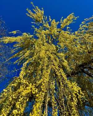 Kwitnąca lupa (c) Łukasz Derkacz