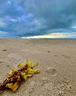 Wodorost wyrzucony na piaszczystą plażę (c) Łukasz Derkacz