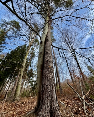 Dwa drzewa skręcone razem (c) Łukasz Derkacz