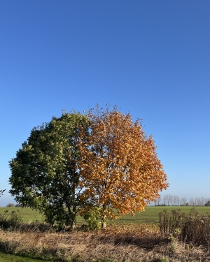 Dwa drzewa o różnokolorowych liściach (c) Łukasz Derkacz