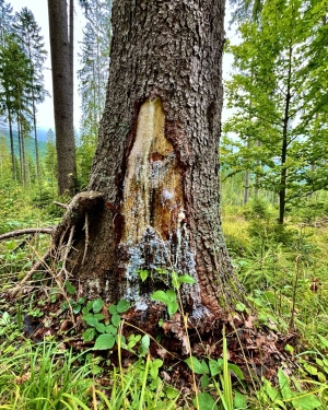 Drzewo obdarte z kory z wyciekającą żywicą (c) Łukasz Derkacz